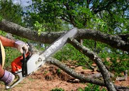 Organic Lawn Care Solutions in Elm Creek, NE