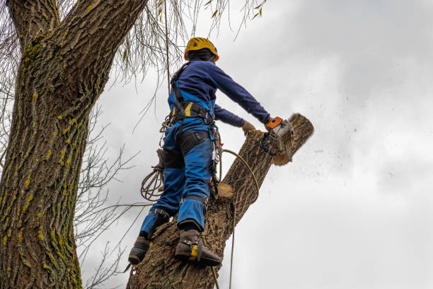 Best Weed Control Services  in Elm Creek, NE