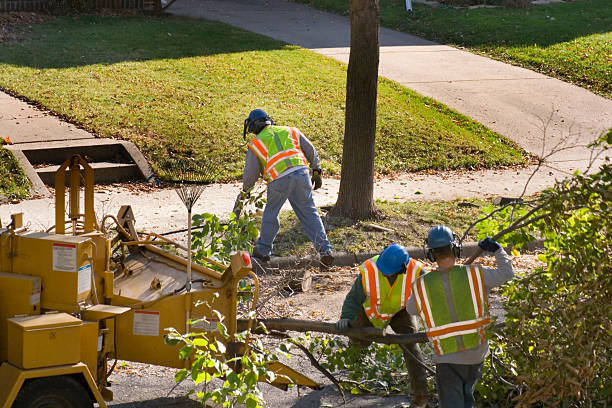 Best Root Management and Removal  in Elm Creek, NE