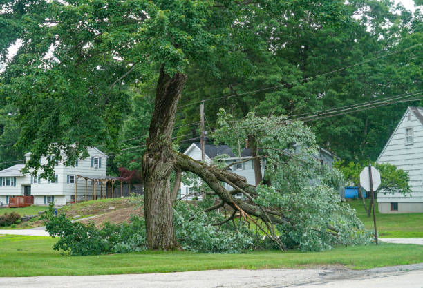 Best Storm Damage Tree Cleanup  in Elm Creek, NE