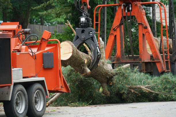 Best Arborist Consultation Services  in Elm Creek, NE