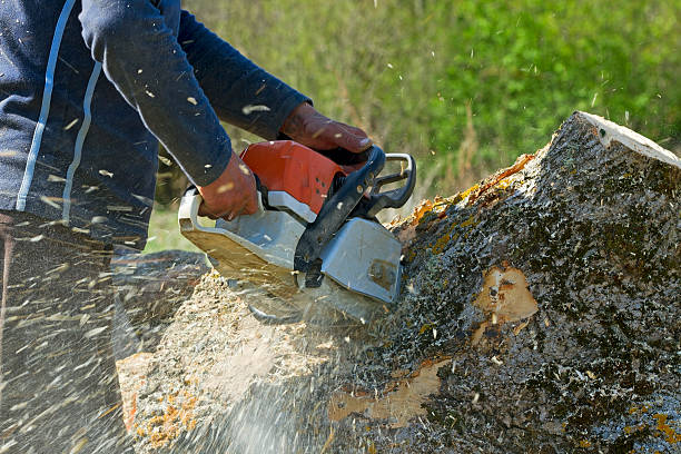 Why Choose Our Tree Removal Services in Elm Creek, NE?