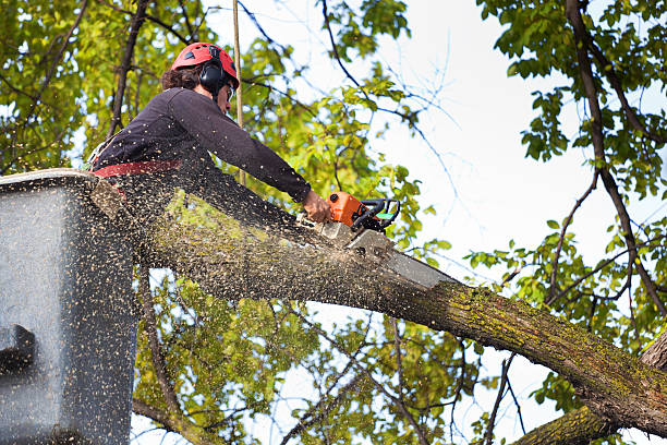 Best Hazardous Tree Removal  in Elm Creek, NE