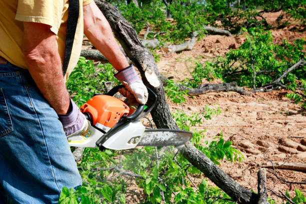 Best Fruit Tree Pruning  in Elm Creek, NE