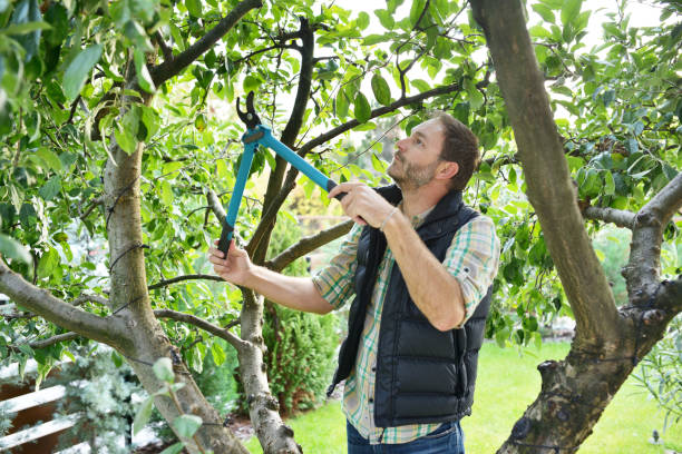 Best Tree Trimming and Pruning  in Elm Creek, NE